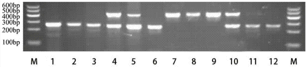 Primer, kit and detection method for detecting recessive white feather locus genotype of chicken