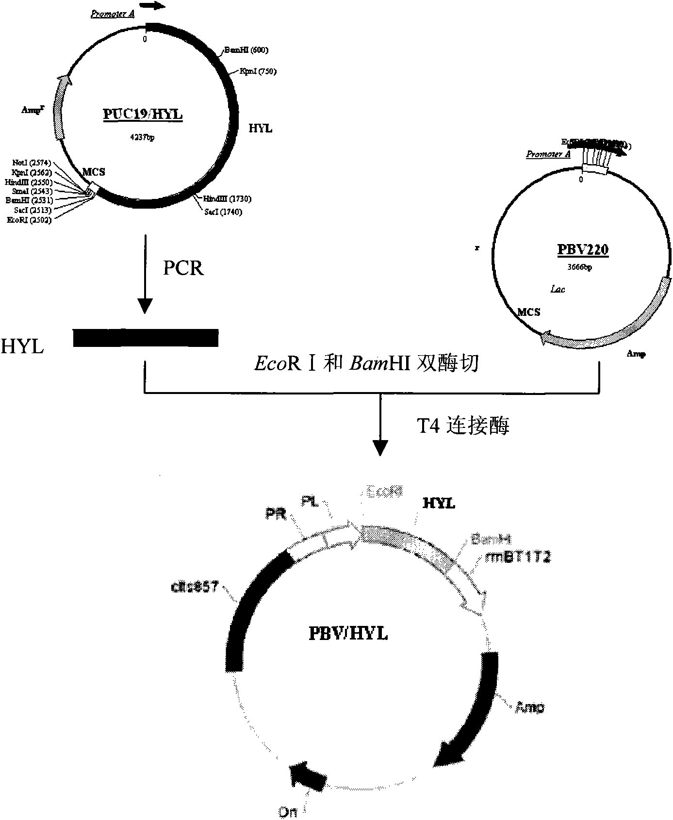 Hyaluronidase expression vector and application thereof