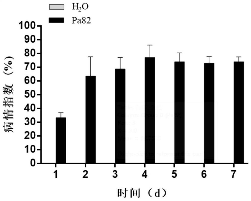 A pathogenic strain causing patchouli bacterial wilt and its application