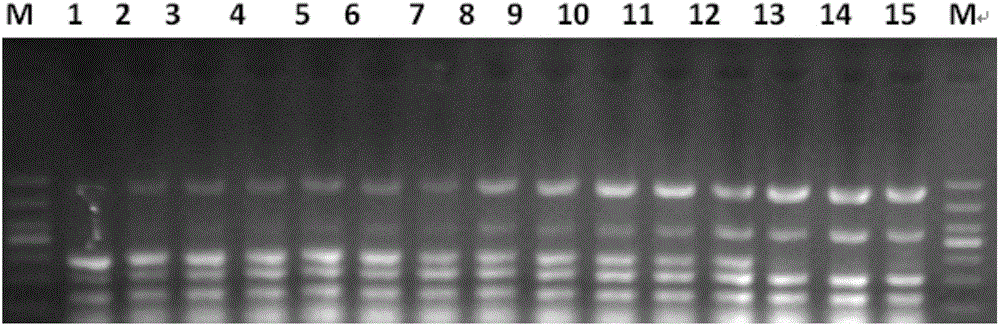 Multiplex PCR (polymerase chain reaction) primer system for synchronously detecting five animal-derived ingredients and detection method