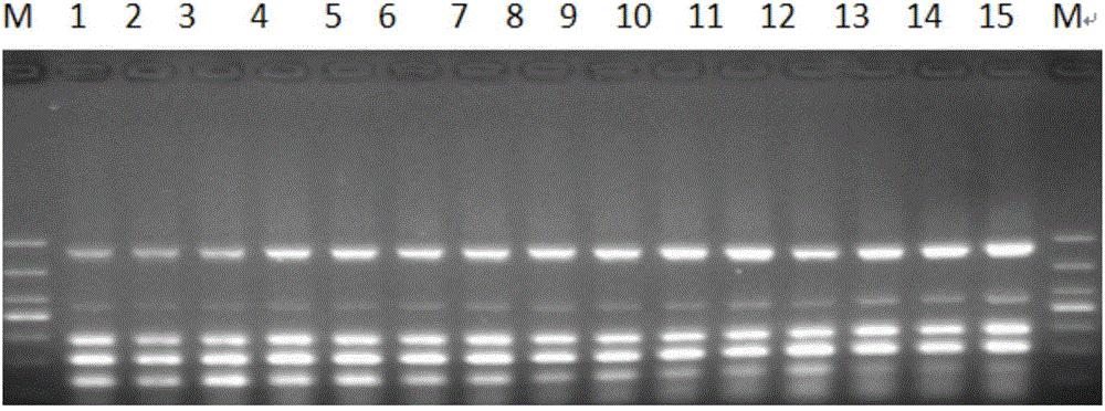 Multiplex PCR (polymerase chain reaction) primer system for synchronously detecting five animal-derived ingredients and detection method