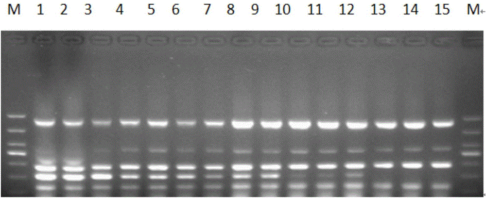 Multiplex PCR (polymerase chain reaction) primer system for synchronously detecting five animal-derived ingredients and detection method