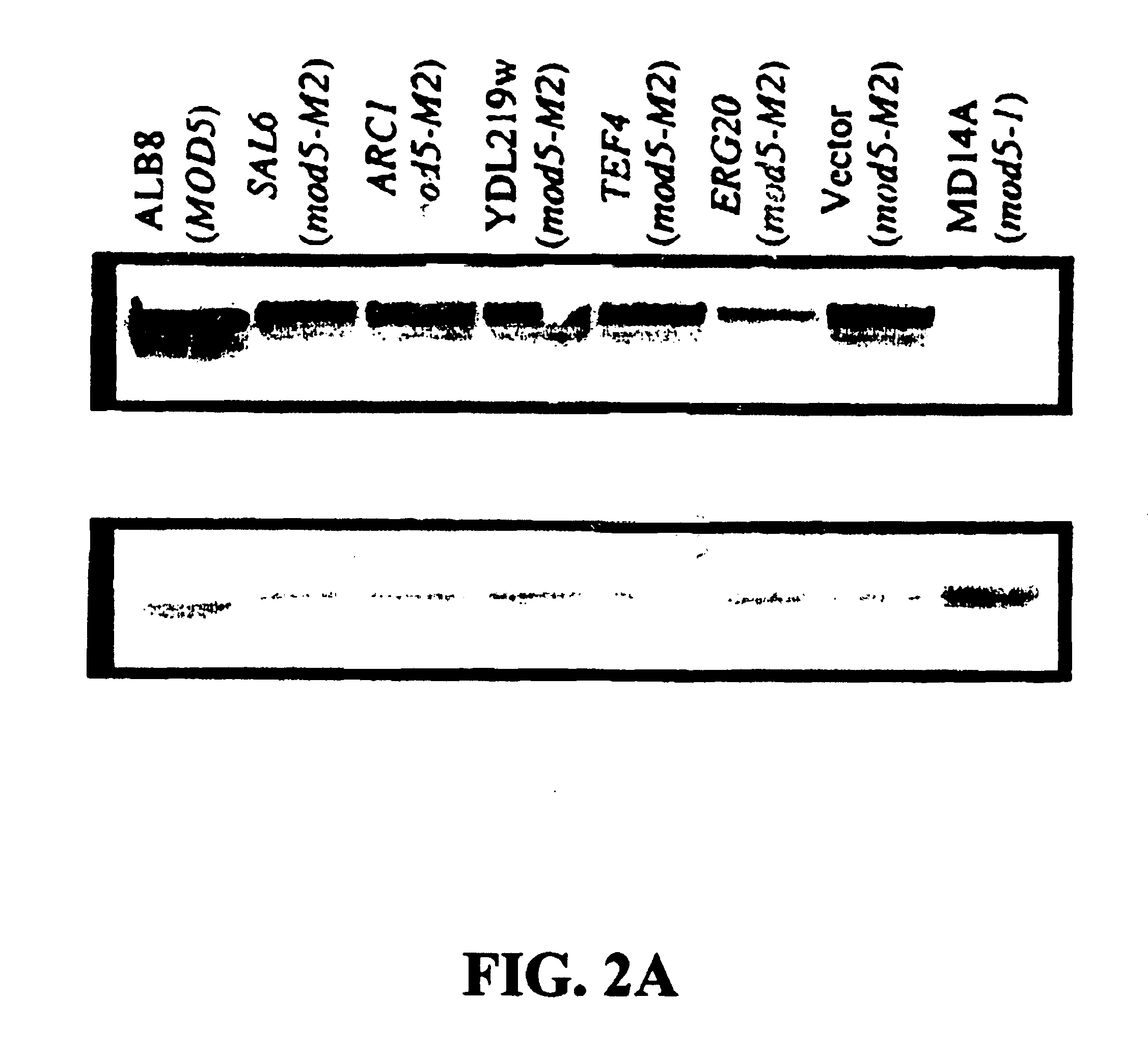 Methods to identify modulators of the mevalonate pathway in sterol synthesis