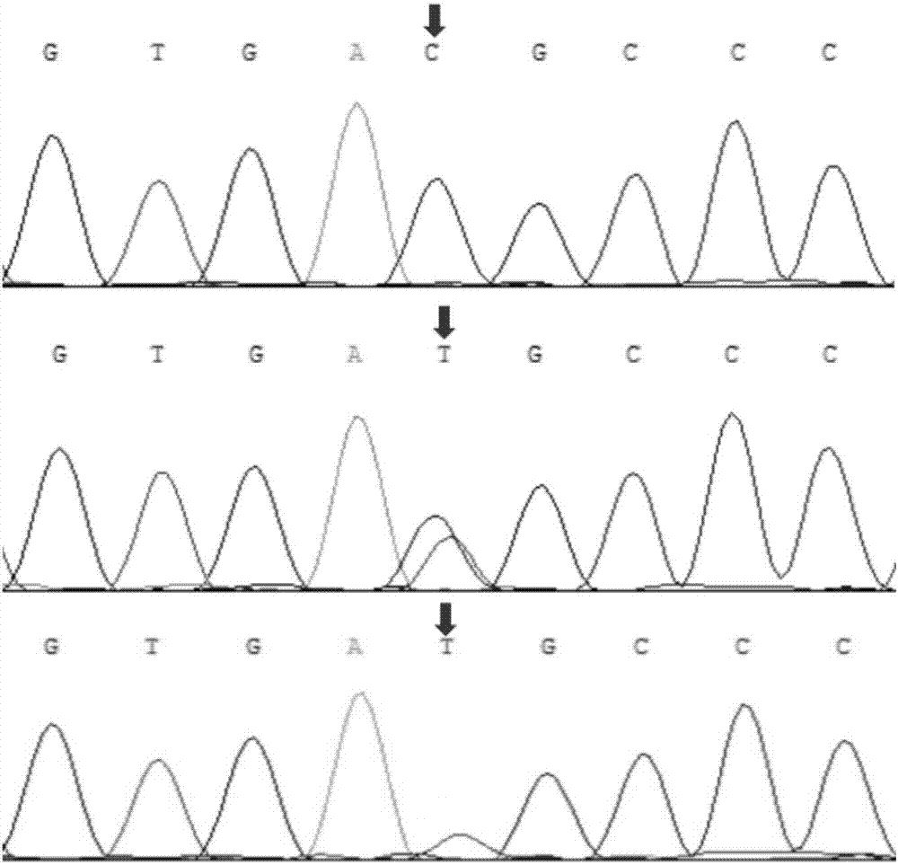 Method for detecting bovine growth and carcass traits with assistance of TNNI1 gene and special kit