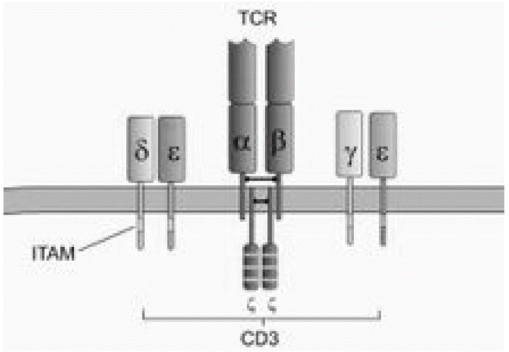 Construction and application of bispecific antibody HER2*CD3