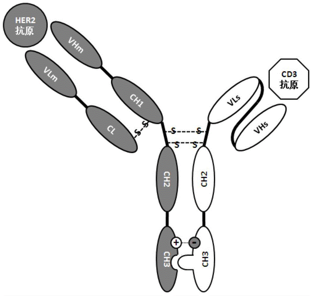 Construction and application of bispecific antibody HER2*CD3