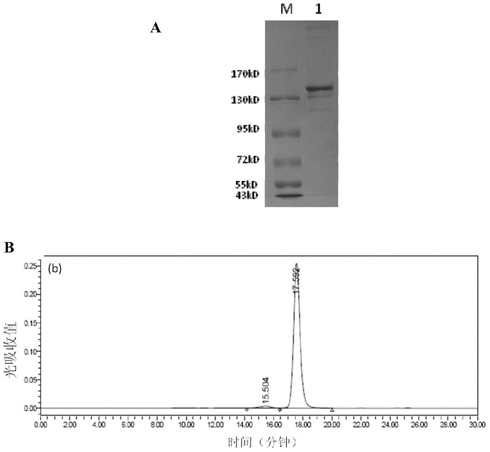 Construction and application of bispecific antibody HER2*CD3