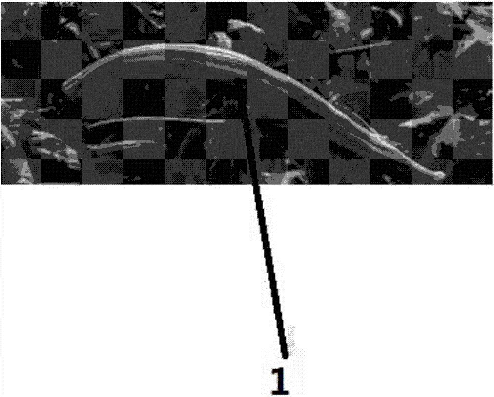 Method for culturing okras in interplanting manner