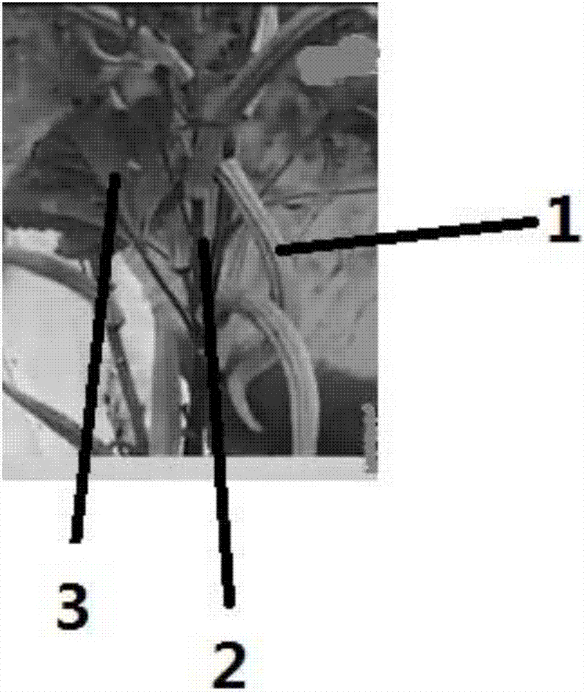 Method for culturing okras in interplanting manner