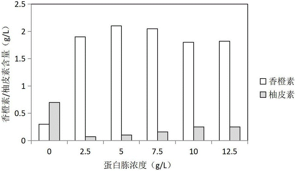 Method for biologically synthesizing natural aromadendrin by escherichia coli through utilizing naringenin