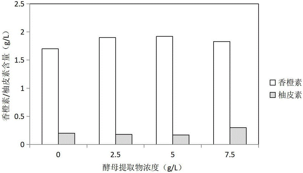 Method for biologically synthesizing natural aromadendrin by escherichia coli through utilizing naringenin