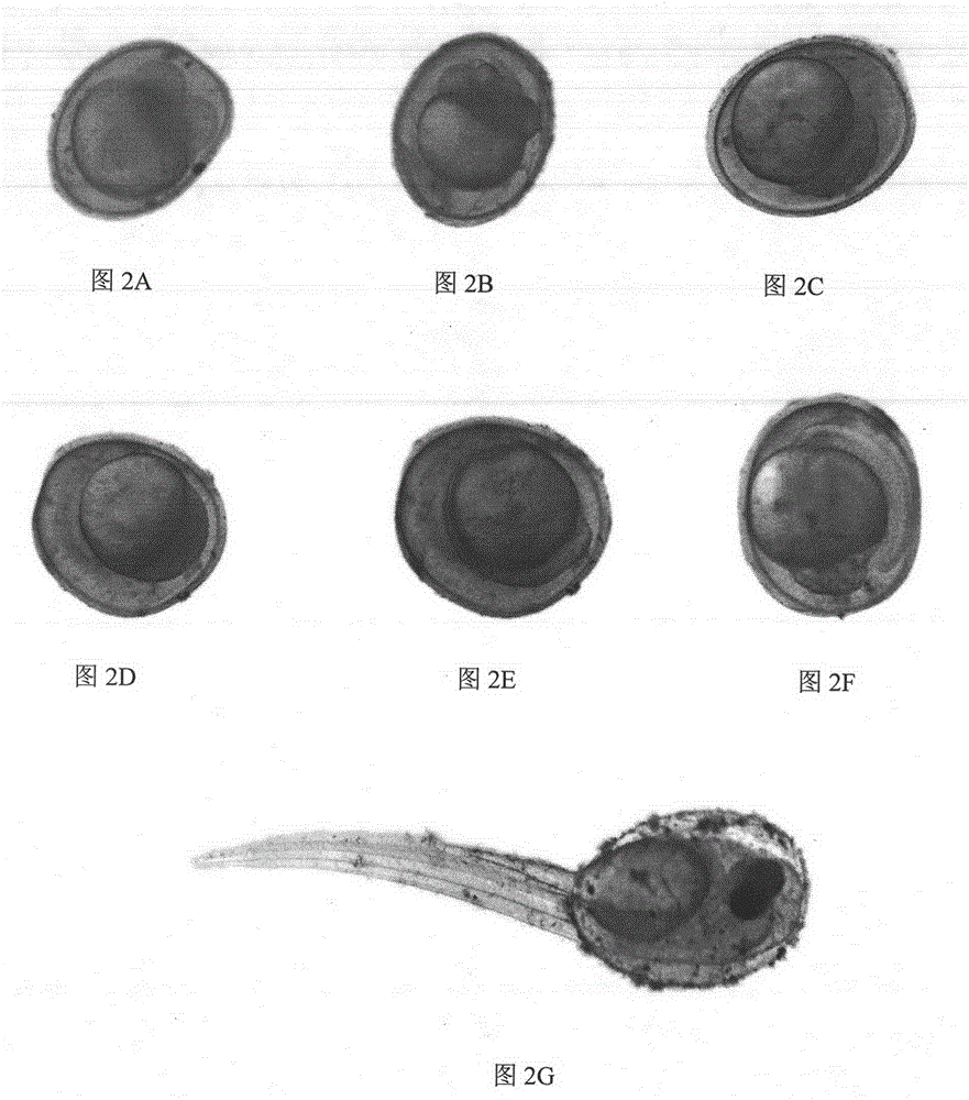 Method and device applicable to observing fish embryo development under stereo microscope