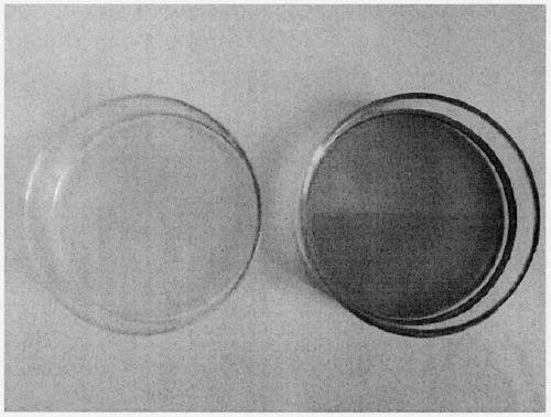 Preparation method and application of fatty acid modified caramel pigment