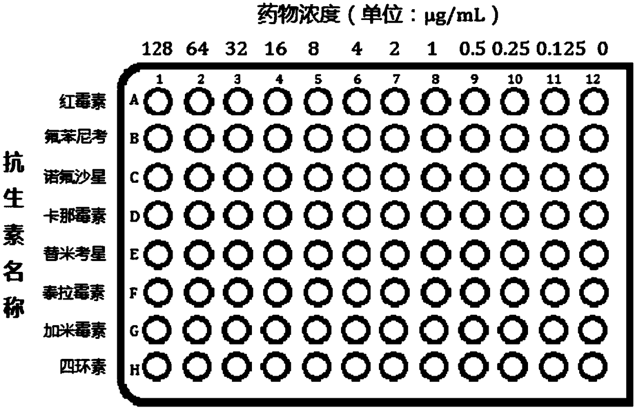 Rapid detection kit for drug susceptibility of mycoplasma bovis and preparation method of rapid detection kit