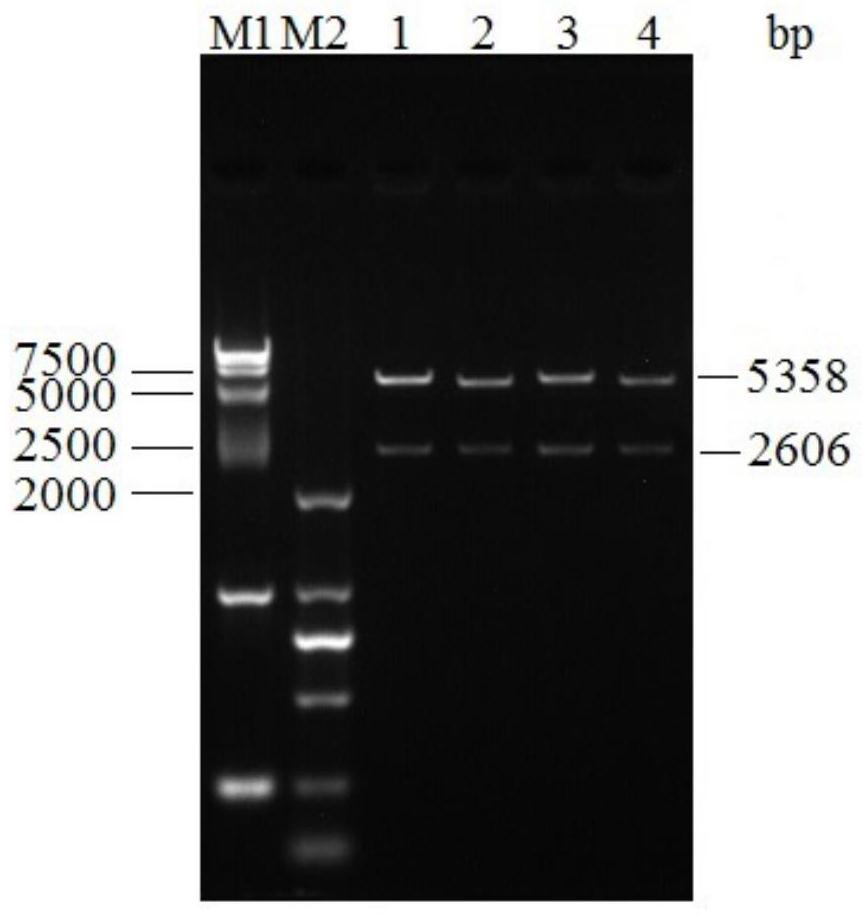 Fusion protein of svv and fmdv and its coding gene, expression vector, cell line, engineering bacteria, vaccine and application