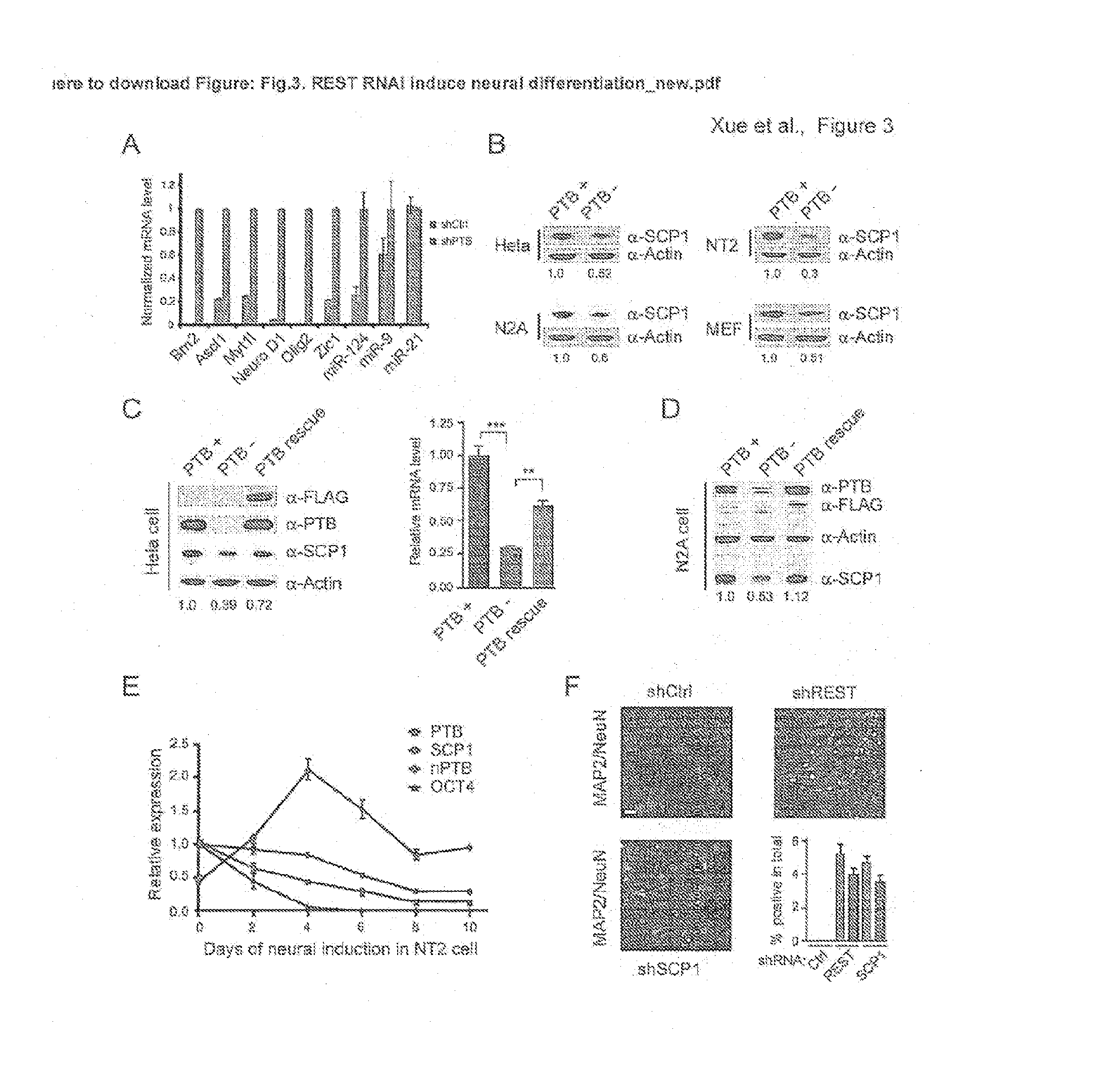 Methods for engineering non-neuronal cells into neurons and using newly engineered neurons to treat neurodegenerative diseases