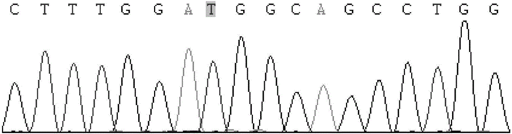 Method for rapid detection of single nucleotide polymorphism of sheep NELF gene by using PCR-SSCP and application thereof