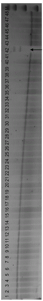 DNA fingerprint detection method of cotton variety 'Zhongmiansuo No.49'