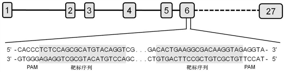 Application of silkworm Period gene or protein in silkworm breeding and silkworm cocoon production