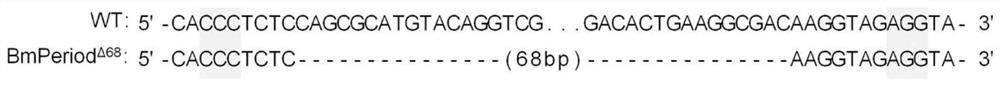 Application of silkworm Period gene or protein in silkworm breeding and silkworm cocoon production