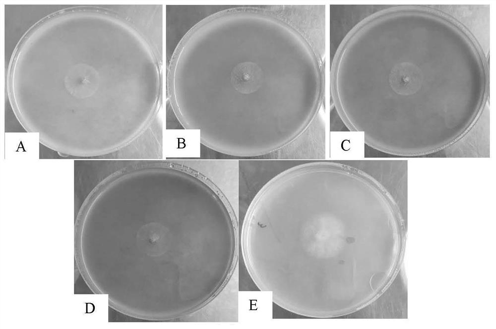 Trichoderma fungus culture medium and preparation method thereof