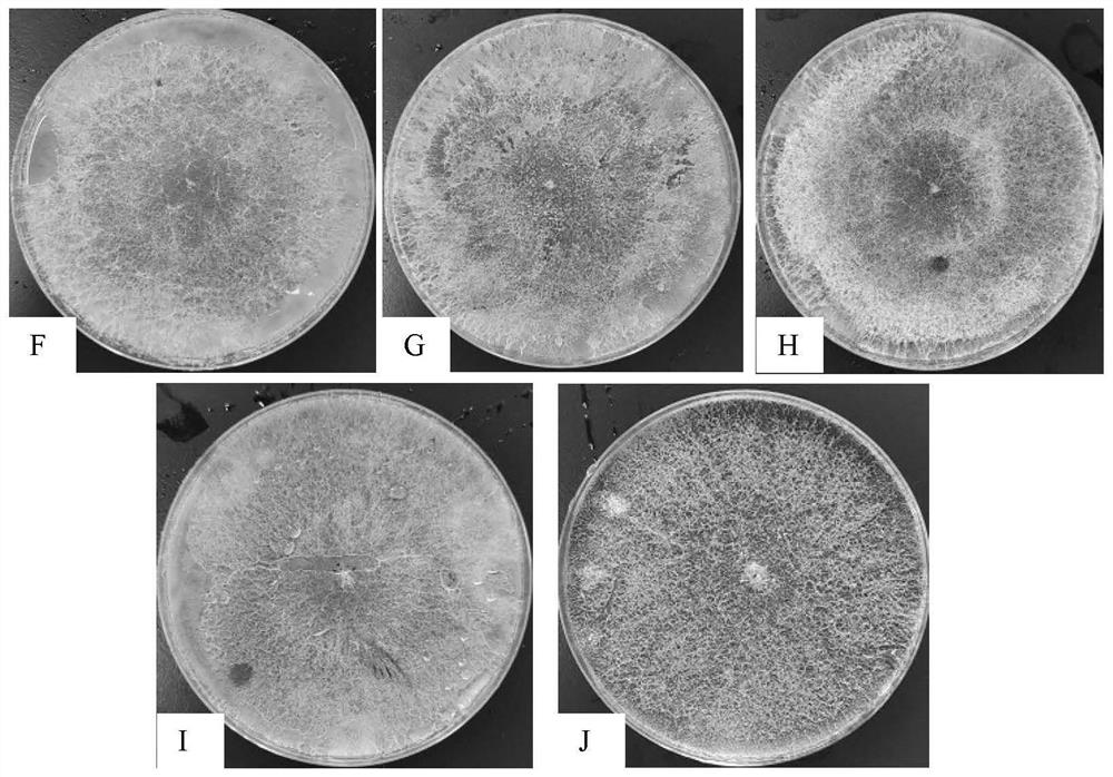 Trichoderma fungus culture medium and preparation method thereof