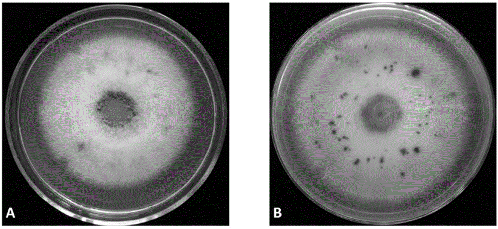 Application of a strain of Penicillium purpura and its biological agent in the control of litchi downy mildew