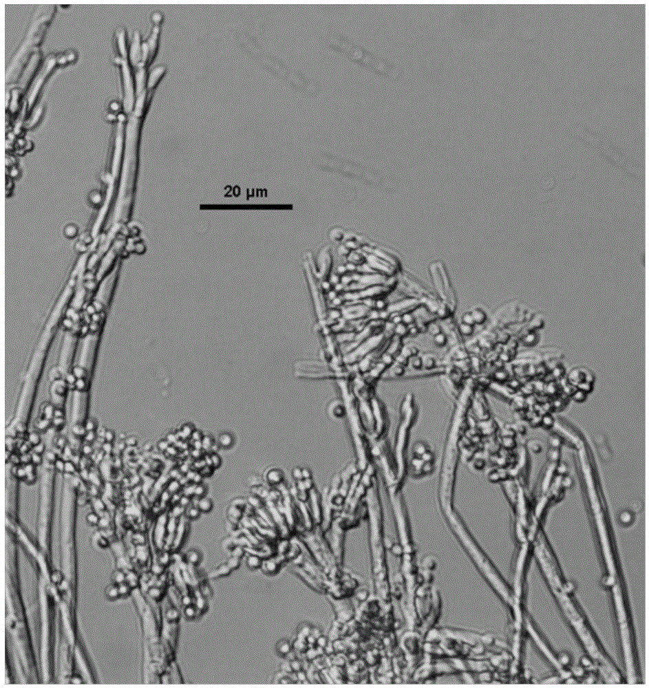 Application of a strain of Penicillium purpura and its biological agent in the control of litchi downy mildew