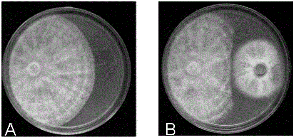 Application of a strain of Penicillium purpura and its biological agent in the control of litchi downy mildew