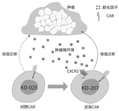 Specific chimeric antigen receptor cell armed with targeted CXCR2 ligand as well as preparation method and application thereof