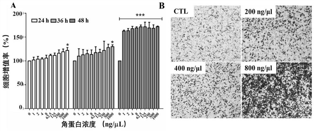 Preparation method of active macromolecular keratin and application thereof as biological dressing