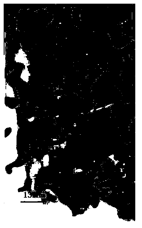 Method for preparing silver nanowires by using biomolecular amino acid as reducing agent