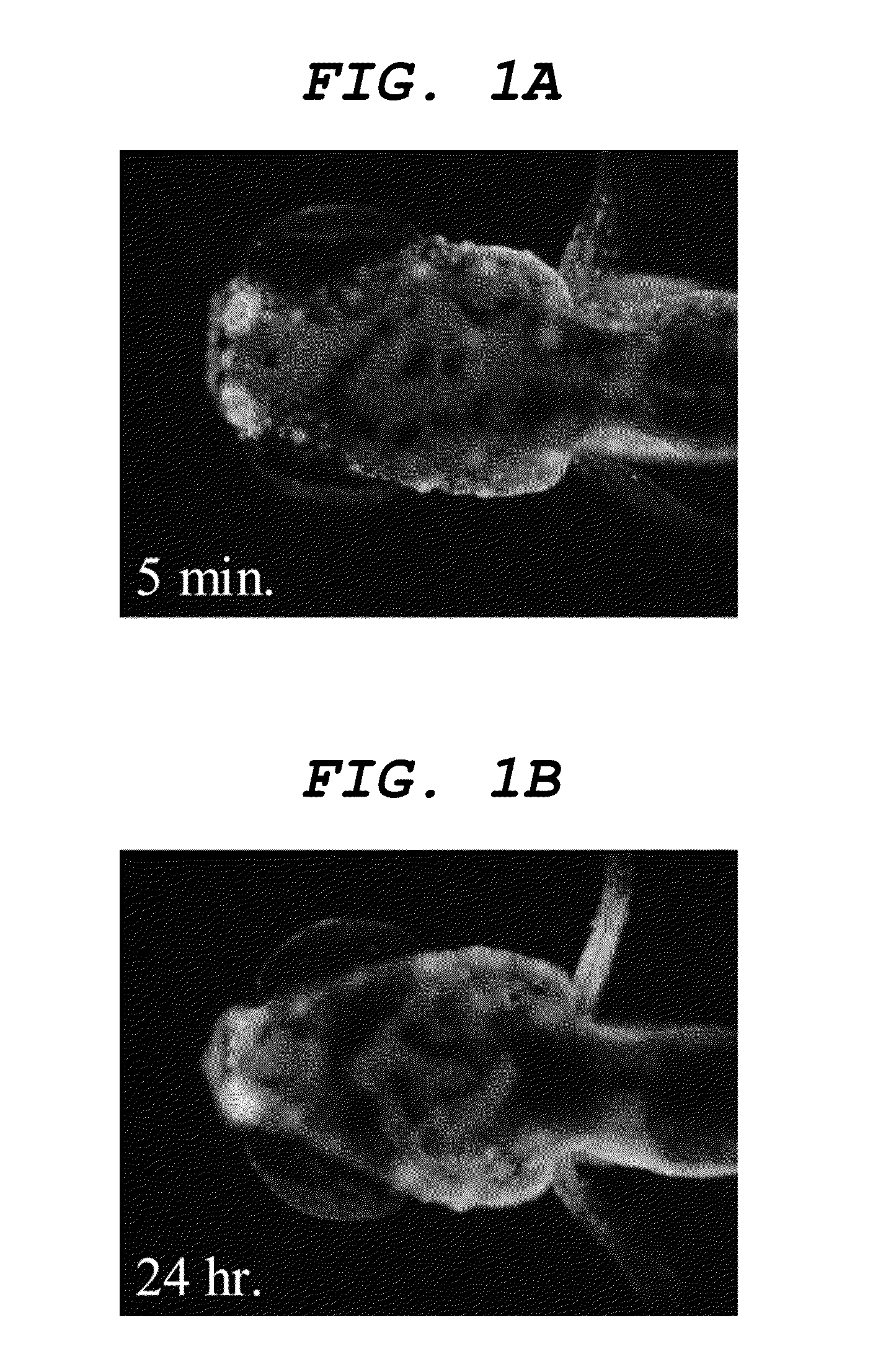 Central nervous system labelling composition for intranasal administration and labelling method and screening method using central nervous system labelling composition for intranasal administration