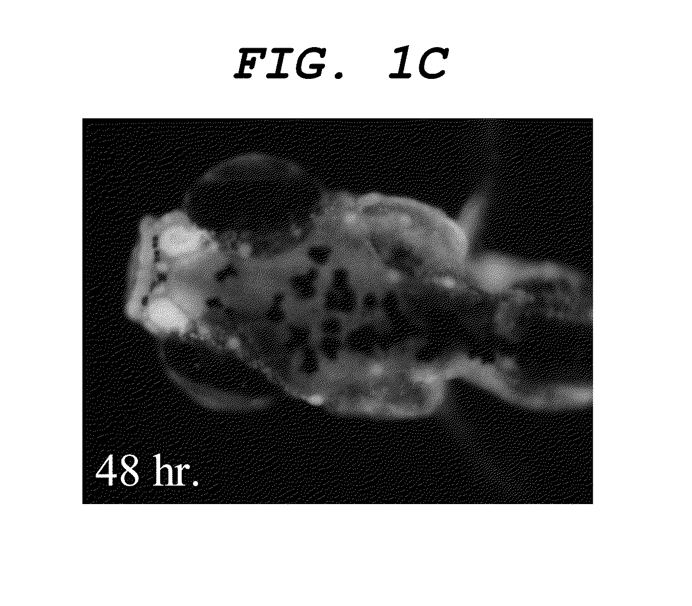 Central nervous system labelling composition for intranasal administration and labelling method and screening method using central nervous system labelling composition for intranasal administration