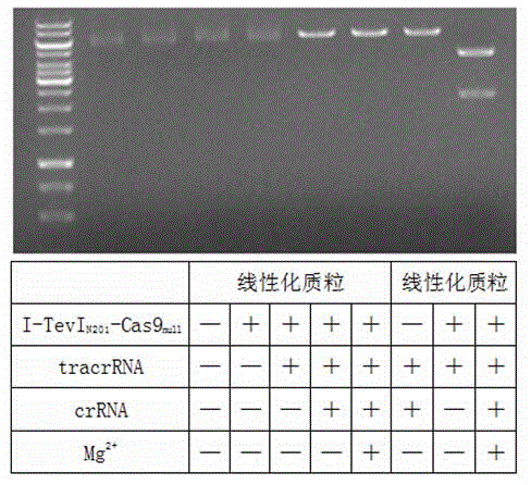 Cas9-scForkI fusion protein and application thereof