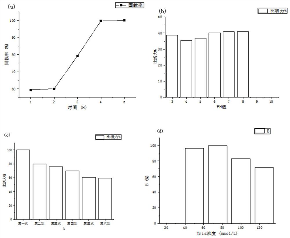 Method for synthesizing protein skeleton nano-material and application of protein skeleton nano-material in immobilized enzyme