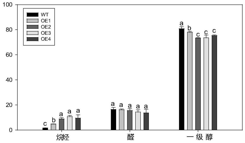 ppcer1-2 gene, carrier and its application in improving the drought resistance of gramineous plants