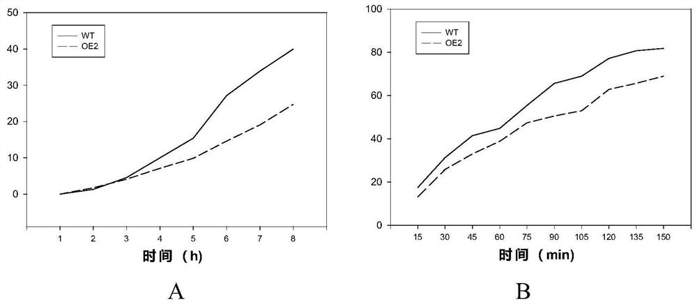 ppcer1-2 gene, carrier and its application in improving the drought resistance of gramineous plants