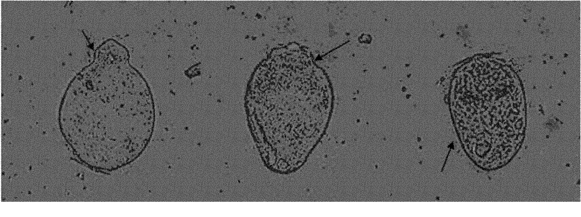 Method for preparing positive oncomelania of schistosoma