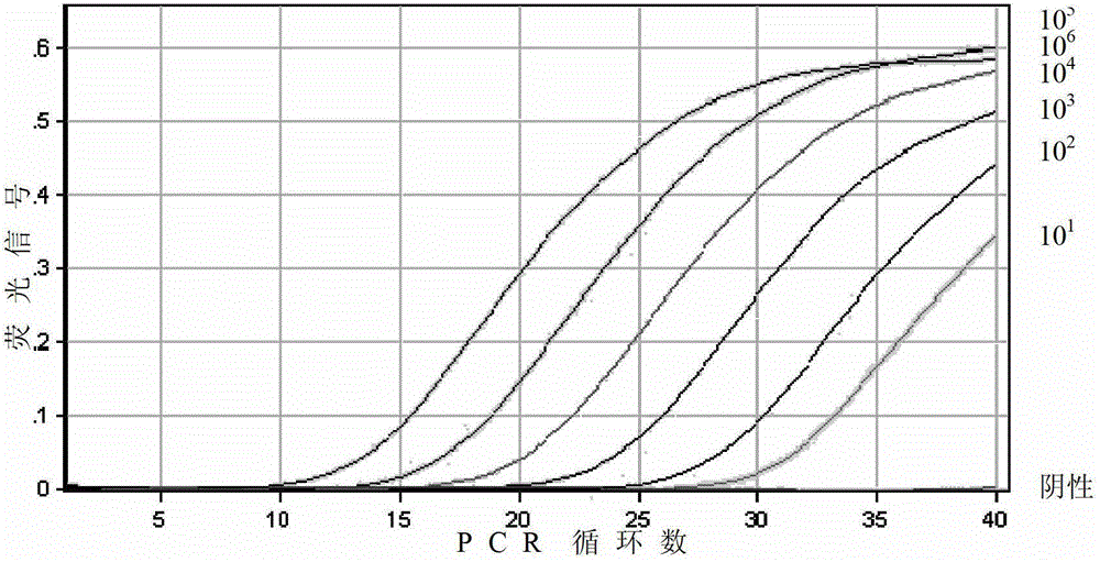 Rabbit hemorrhagic disease virus RT-PCR detection method