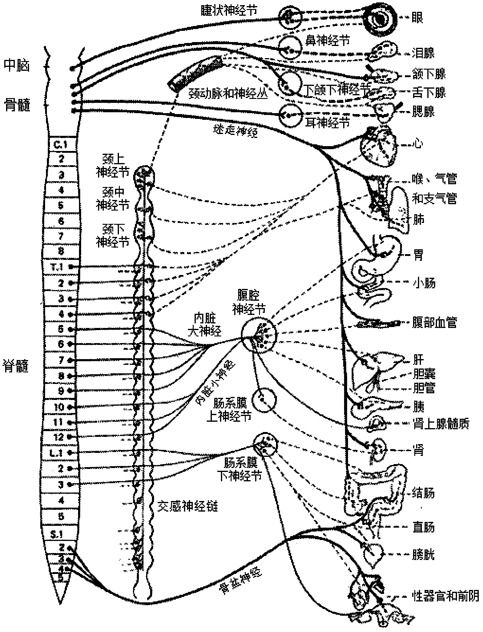 High intensity focused ultrasound apparatuses, systems, and methods for renal neuromodulation