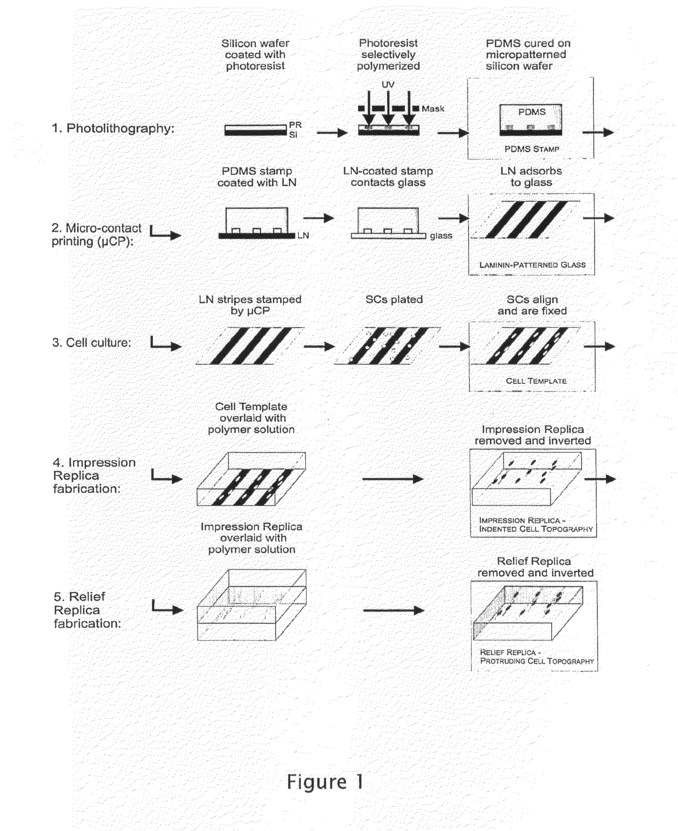 Topographical Templating of Polymeric Materials Using Cellular Morphology