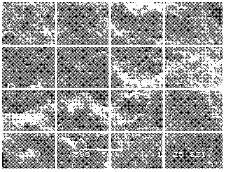 Method for detecting uniformity of powder injection molded feed