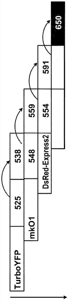 Compositions and methods for enhancing plant photosynthetic activity