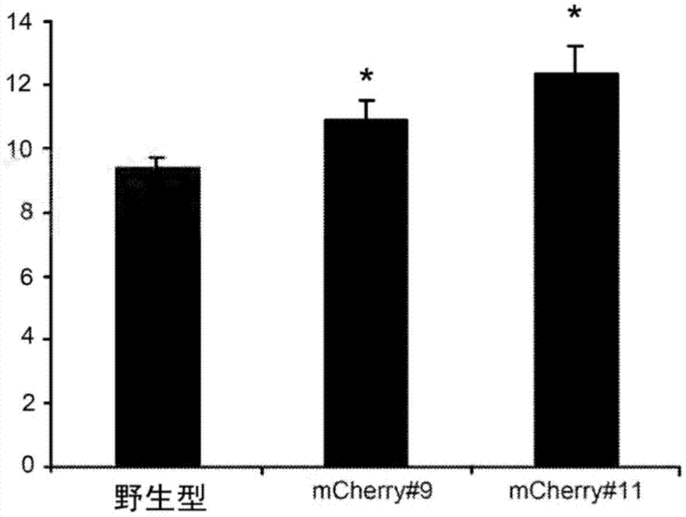 Compositions and methods for enhancing plant photosynthetic activity