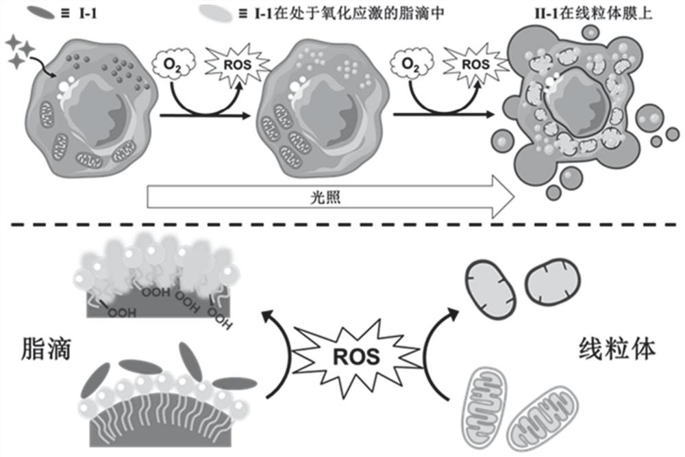 Light-activated probe with organelle sequential imaging and double-color imaging functions and application thereof