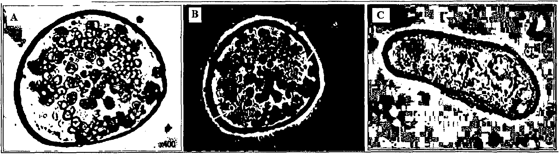 Plant stem cell derived from cambium of family solanaceae, and method for isolating and culturing same