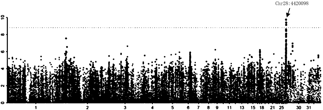 Molecular marker related to feed conversion efficiency characters of meat ducks and application thereof