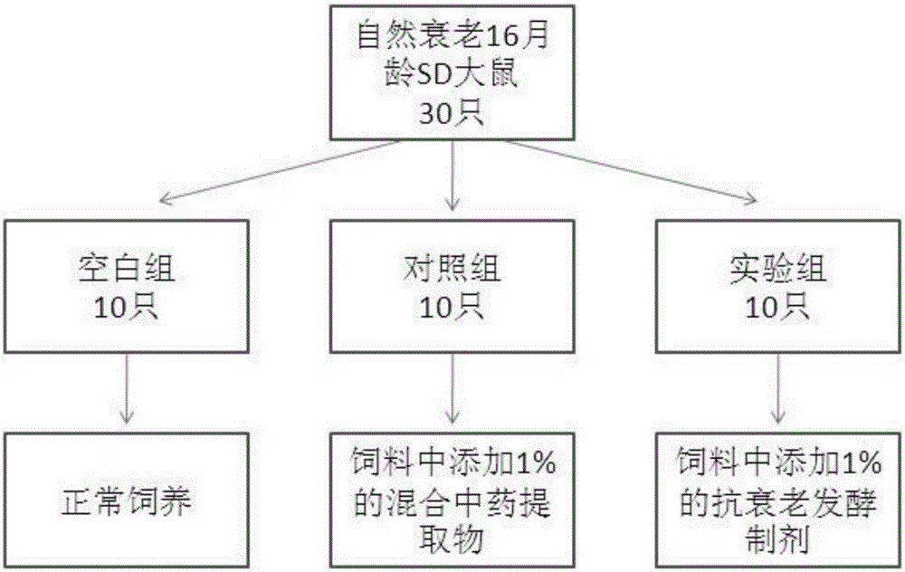 Traditional Chinese medicine fermentation medium with anti-ageing function, and preparation method of fermentation preparation