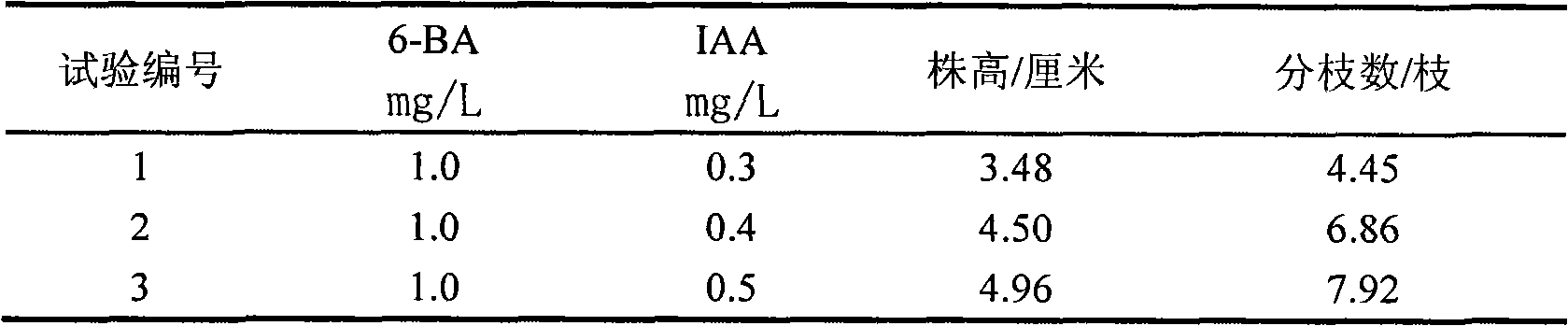 Method for rapidly propagating roots of subprostrate sophora by tissue culture